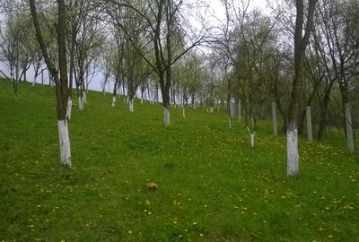 Teren Construcții intravilan de 2750 mp, în Nicula - 2