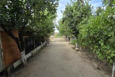 Vila Bolintin Vale - 15