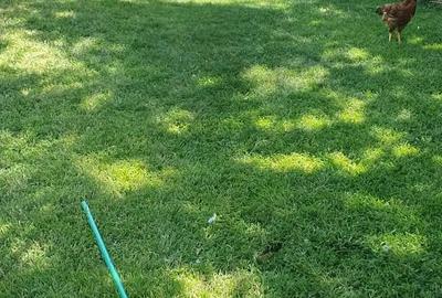 Casă cu 3 camere în Bărcănești - 2