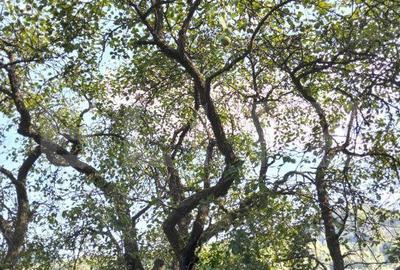 Spațiu comercial, în Poiana Ampoiului - 6