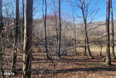 Teren de 4985 mp, în Sascut - 4