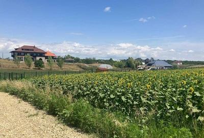 Teren intravilan Balteni, Scrovistea - langa Satul Brancovenesc - 6