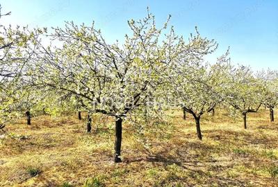 Casă cu 2 camere cu Teren 5500 Mp în Cârja - 18