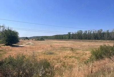 Teren agricol cu potential 24.834 mp, zona Podul Jiului Teren agricol cu potential 24.834 mp, zona Podul Jiului - 10