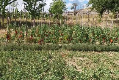 Casă cu 4 camere cu Teren 60000 Mp în Central - 3