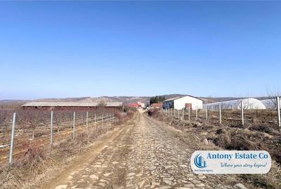 Teren de 675000 mp, în Marghita - 10