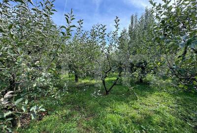 Teren intravilan, livada mixta cu anexa, Preutesti Suceava - 4