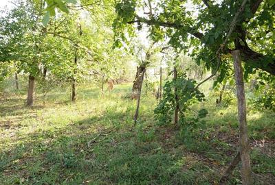 Ciuchici, Casa 7 Incaperi, 1151mp Teren, Pret Negociabil, ZERO COMISION - 15