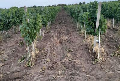 Teren de 45000 mp, în Central - 4