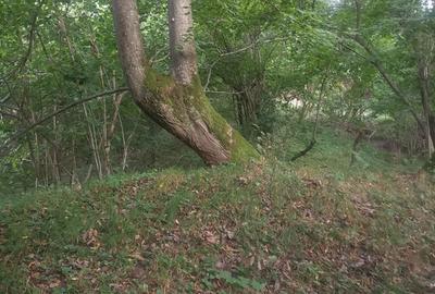 Teren de 4000 mp, în Veștem - 1