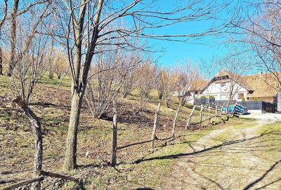 Teren Construcții extravilan de 17000 mp, în Tohanu Nou - 15