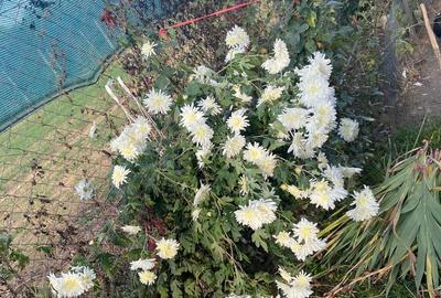 Teren de 1500 mp, în Nord-Vest - 3