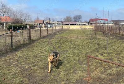 Casă cu 6 camere cu Teren 888 Mp în Războieni - 7