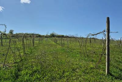 Casa ?araneasca autentica, teren generos ?i multe facilita?i. - 5