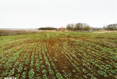 Teren de 5000 mp, în Sânnicolau Român - 1