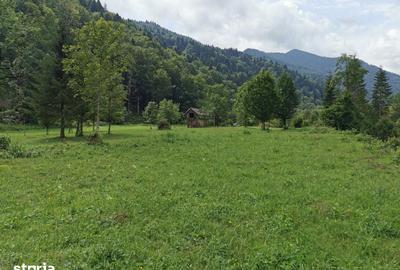 Teren de 5000 mp, în Tarcău