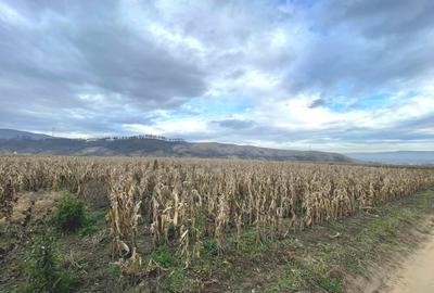 Teren agricol extravilan de 3400 mp, în Pâclișa - 1