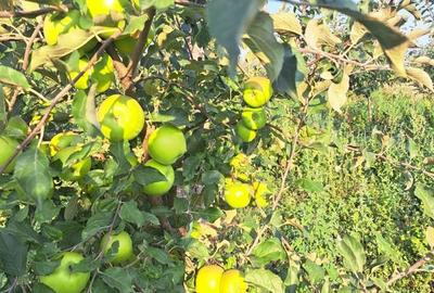 Spațiu comercial, în Liești - 3