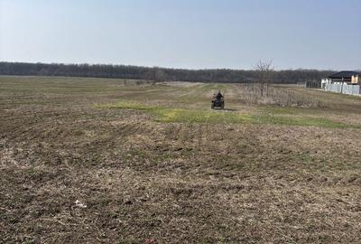 Teren de 2500 mp, în Grădiștea - 4