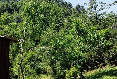 Casă cu 2 camere cu Teren 7500 Mp în Valea Roșie - 5