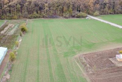 Teren intravilan de Balta Neagra l Nuci l Codrii Vlasiei Teren intravilan de Balta Neagra l Nuci l Codrii Vlasiei - 7