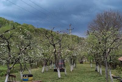 Vand casa cu mansarda ?i livada cu meri la poalele muntelui Leaota - 2