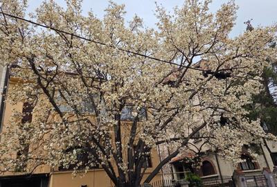 Apartament in VILA cu magnolie Gara de Est hoch-parter, curte, garaj PROPRIETAR - 1
