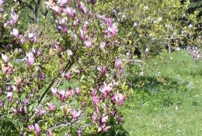 Casă individuală cu 5 camere în Băcia - 4