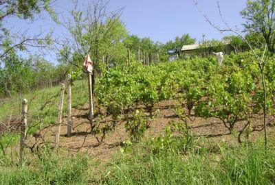 Teren de 3150 mp, în Tohani - 4