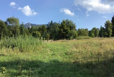 Teren de 10000 mp, în Ceahlău - 3