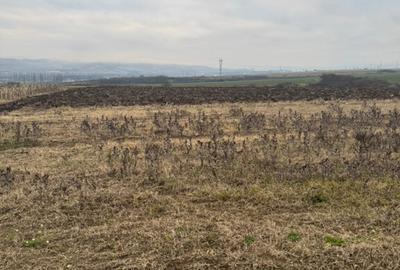 Teren cristur hunedoara parcele 500, 1000, 1500 mp - 5