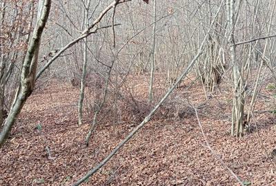 Teren de 9100 mp, în Râu de Mori - 4