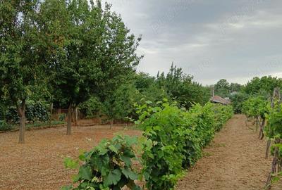 Vand proprietate cu casa batraneasca in com Leu, Dolj. Vand proprietate cu casa batraneasca in com Leu, Dolj. - 2