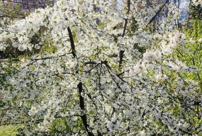 Casa individuala, 130mp utili, 434 teren, garaj, Zorilor! Casa individuala, 130mp utili, 434 teren, garaj, Zorilor! - 16