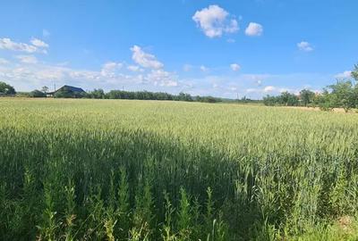 Casă cu 6 camere cu Teren 4200 Mp în Craiva - 6