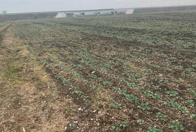 Dimieni  Vanzare Teren intravilan mixt  lotizat - 3