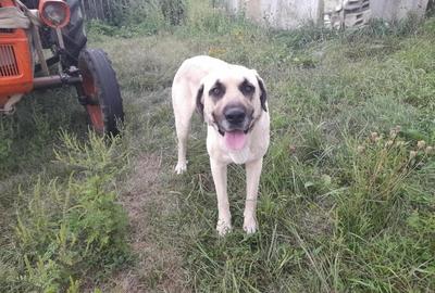 Ferma de inchiriat teren 21.000 mp, utilita?i complete pt activitate agricola si sau logistica - 9