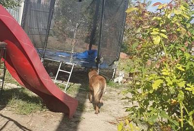 Casă cu Teren 800 Mp în Smârdan - 1