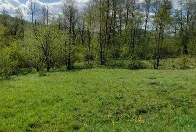 Teren de 1632 mp, în Oituz - 3