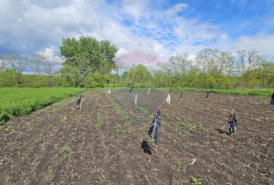 Casă  cu 3 camere, teren intravilan de 1300mp în Ipotești Tișăuți, SV - 30