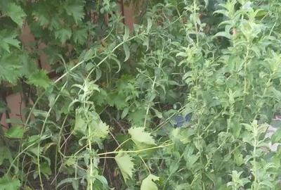 Casa 3 camere Jud Ilfov Glina / Popesti Leordeni - 1