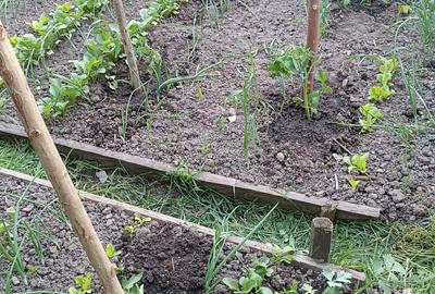 Casă cu 6 camere cu Teren 750 Mp în Simeria - 4