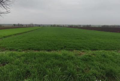 Teren de 6000 mp, în Horodnic - 7