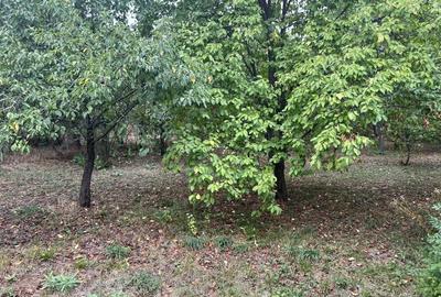 Casa la tara , Dambovita . - 1