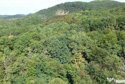 Teren în Tăuții-Măgherăuș - 3