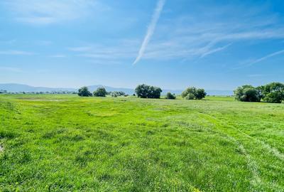Teren agricol intravilan de 114200 mp, în Chichiș - 2