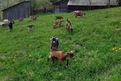 Casă cu 4 camere în Stulpicani - 3