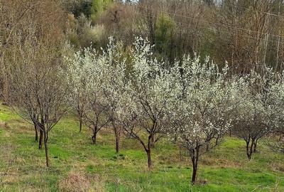 Teren de 6000 mp, în Stoilești - 3