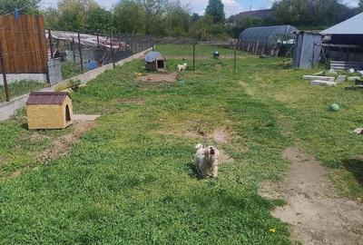 Casă cu Teren 1030 Mp în Osica de Sus - 5
