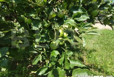 Casă cu 8 camere cu Teren 992 Mp în Cătămărești - 8